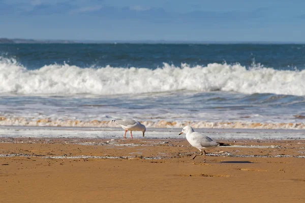 午後にはビーチに沿って歩く若い銀カモメ海鳥 — ストック写真