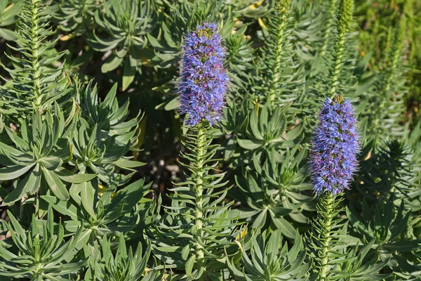 Orgoglio dei fiori di Madeira (Echium Candicans) in tonalità viola chiaro — Foto Stock