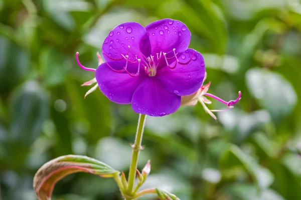 Tibouchina Alstonville flower purple fialová barva — Stock fotografie