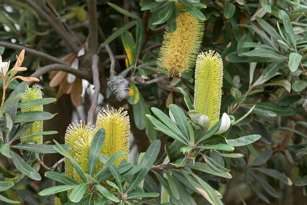 Costa Banksia árbol con espigas de flores amarillas cultivadas en la costa este, Australia — Foto de Stock