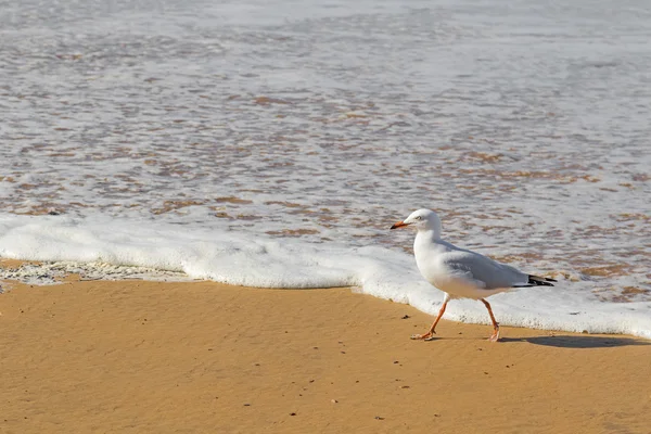 Gümüş martı seabird öğleden sonra Sahilde yürüyüş — Stok fotoğraf