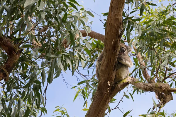 Lindo salvaje koala oso durmiendo descansando en eucalipto goma árbol rama —  Fotos de Stock