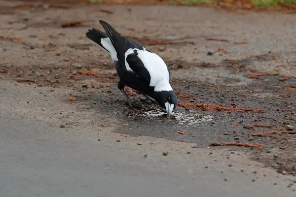 Australian Magpie pássaro tentando beber água na rua na Austrália — Fotografia de Stock