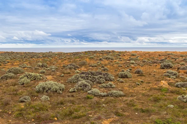 Landskap av kustnära klippan på Petrified Forest Walk, Cape Bridgewater, Australien — Stockfoto