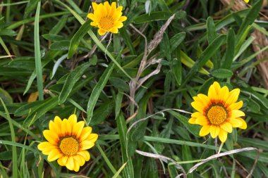 Yellow Coastal Gazania rigens (also called treasure flower) grow in Australia clipart