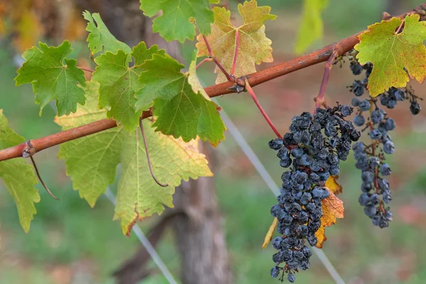 Raisins mûrs de vin mûr poussant sur la côte calcaire à Coonawara, Australie — Photo