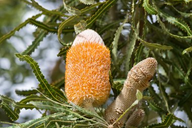 Banksia prionotes çiçeklenme closeup, (Acorn Banksia) çiçek sivri