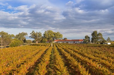 Coonawarra şaraphane bölgesinde kireçtaşı kıyısında büyüyen bağ Manzara görünümü
