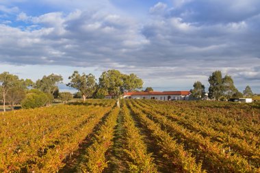 Landscape view of vineyard growing on limestone coast in Coonawarra winery region clipart