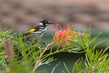 Avustralya'da Grevillea örümcek çiçeği bir dalı üzerinde tüneyen New Holland Honeyeater kuş