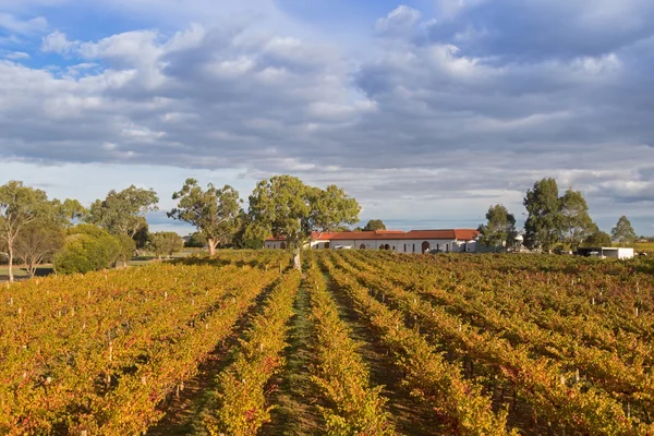 Coonawarra şaraphane bölgesinde kireçtaşı kıyısında büyüyen bağ Manzara görünümü — Stok fotoğraf