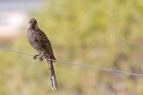 Little Wattle Bird (Anthochaera) posado en un alambre en Australia — Foto de Stock