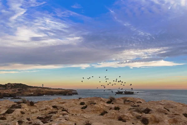 Landscape sunset view of Rock dove birds flying at Cape Dombey in Robe, Australia — стокове фото