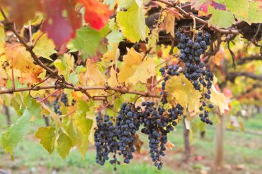 Coonawarra şaraphane olgunlaşmış olgun şarap üzüm, Avustralya'da Sonbahar sırasında