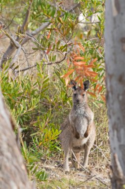 Young Western Grey Kangaroo standing in the wild forest in Naracoorte, South Australia clipart