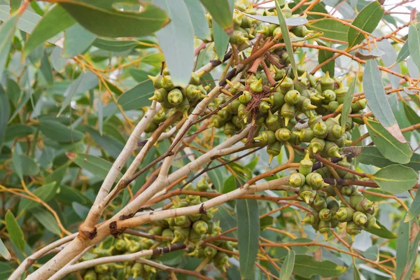 オーストラリアの秋の間に生理食水耐性ユーカリ植物の緑のカプセル — ストック写真