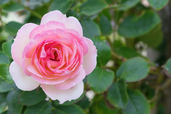 Primo piano di rosa pallida fioritura in giardino — Foto Stock