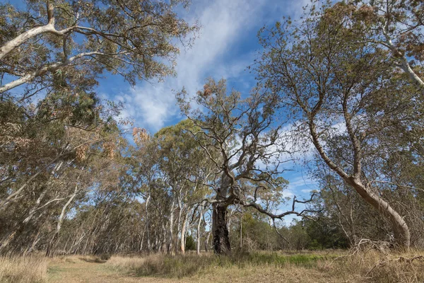 Velké blahovičníky, eukalyptus, v lese Naracoorte během podzimní sezóny v Jižní Austrálii — Stock fotografie