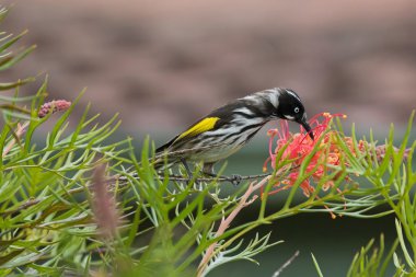 Avustralya'da Grevillea örümcek çiçeği bir dalı ile beslenen Yeni Hollanda Honeyeater kuş