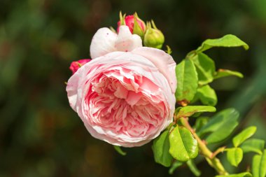 Bahçede çiçek açan soluk pembe İngiliz Gül seçici odak