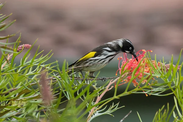 New Holland Honeyeater pássaro alimentando-se de um ramo de flor de aranha Grevillea na Austrália — Fotografia de Stock