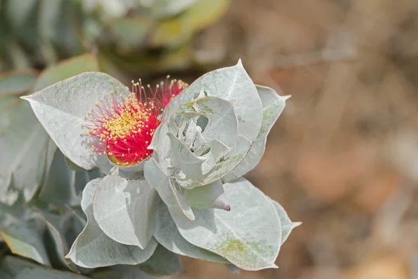 Mottlecah (Eucalyptus macrocarpa) flor en rojo con hojas gris plata — Foto de Stock
