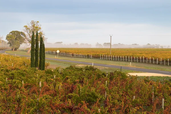 Foggy-syn på vingård om morgenen i Coonawarra-vindyrkingsområdet i Sør-Australia – stockfoto