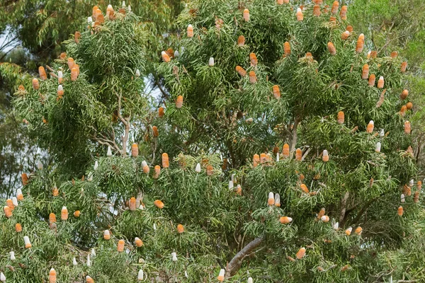 Μεγάλο βελανίδι Banksia δέντρο γεμάτο ταξιανθία λουλούδι αιχμές στην νοτιοδυτική Ελλάδα — Φωτογραφία Αρχείου