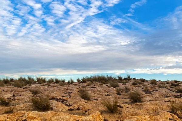 Torka och salt tolerant gräs växer vid Cape Dombey i Robe, South Australia — Stockfoto