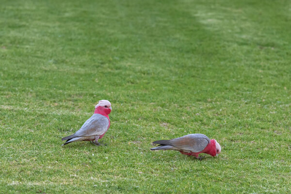 Две птицы Галаха (розовый какаду) в сером и розовом оперении, Южная Австралия
