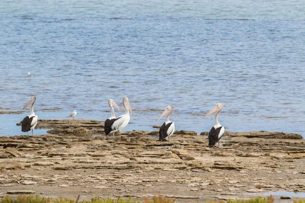 Aves acuáticas pelícanas australianas descansando en frente del mar en el parque nacional Coorong en Australia Meridional — Foto de Stock