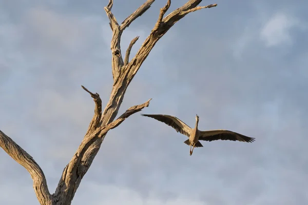 Vit inför heron, även kallad Vitpannad heron, flyga i södra Australien — Stockfoto
