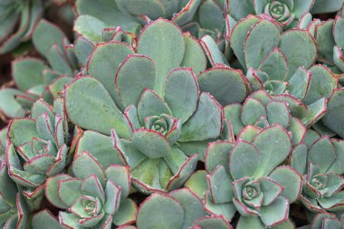 Gri yeşil ve kırmızı sivri ucu yağmur damlaları ile Aeonium Haworthii bitki