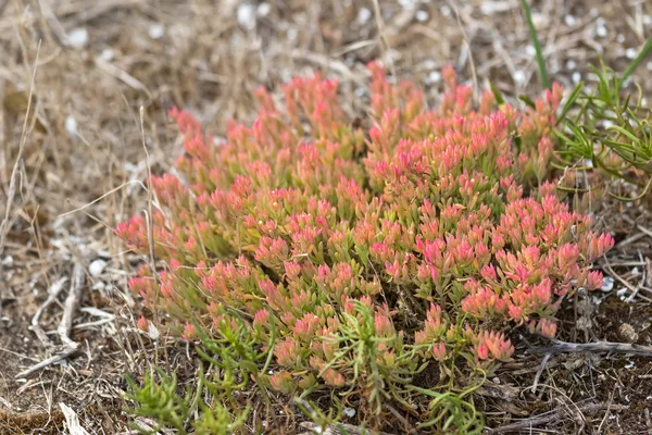 Sedum, Angelina Stonecrop plante en vert avec pointe rose, Australie-Méridionale — Photo