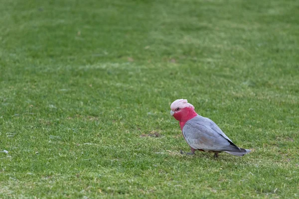 Galah Vogel (Rosenbrust-Kakadu) in grau und rosa Gefieder, Südaustralien — Stockfoto