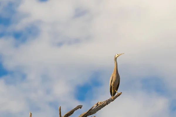 Vit inför heron även kallad Vitpannad heron i södra Australien — Stockfoto