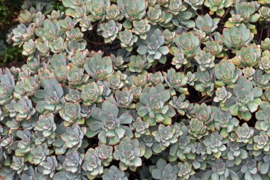 Gri yeşil yaprakları ve kırmızı sivri ucu Aeonium Haworthii bitki 