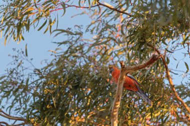 Rosella papağan kuş turuncu renkli okaliptüs ağacı tıraşlama Kızıl