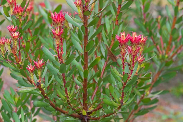 Pagoda Roja (Mimetes cucullatus) planta arbustiva, Australia — Foto de Stock