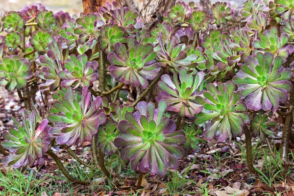 Purple Aeonium arboreum en verde con puntas púrpuras, también llamado árbol Houseleek —  Fotos de Stock