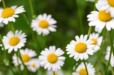 Oxeye papatya çiçek sarı ve beyaz renkli olarak yaz aylarında çayır Avusturya, Europe