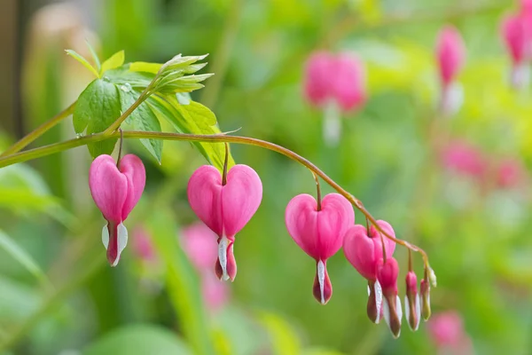 Кровоточащий цветок сердца в форме сердца в розовом и белом цвете летом — стоковое фото