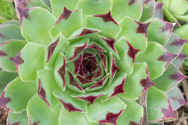 Sempervium calcareum planta suculenta también llamada gallina y pollitos —  Fotos de Stock