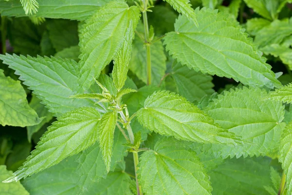 Ortiga común con pelos punzantes defensivos en hojas y tallos verdes — Foto de Stock