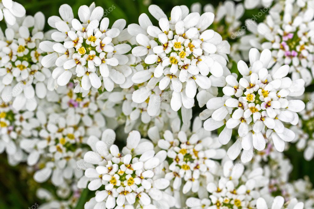 Soft focus of Evergreen Candytuft flower, Iberis, in white petals with yellow pollens