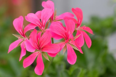 Sardunya çiçekleri pembe yaprakları yaz aylarında çiçek açan Avusturya'da, Europe