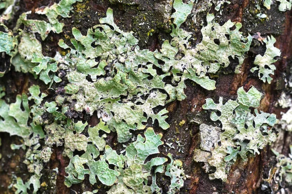 Макрос текстури зелений лишайниками на кора дерева протягом літа в Австрії, Європа — стокове фото