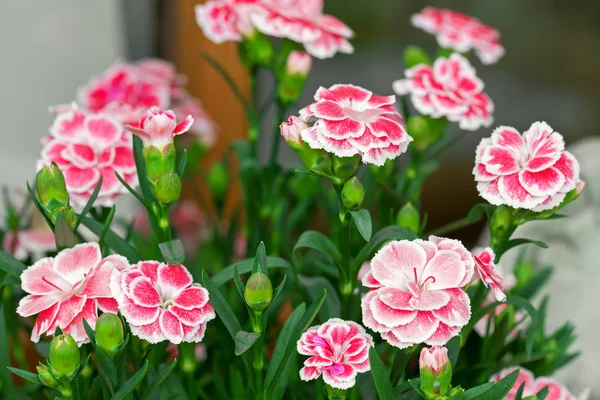 Fiori di garofano in rosa con bordo bianco fioritura durante l'estate in Austria, Europa — Foto Stock