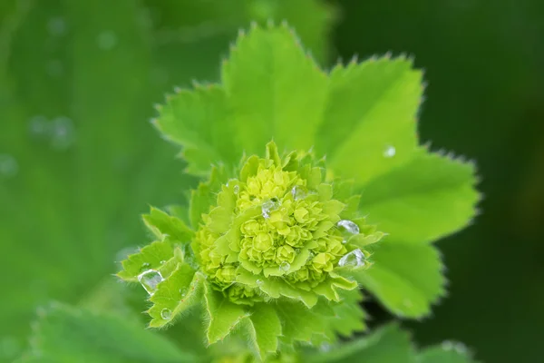 Wet Lady's mantles leaves in green with small yellow flower buds — Stock Photo, Image