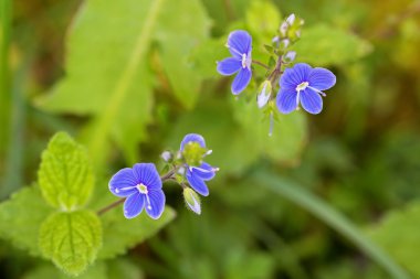 Germander Speedwell çiçek bahçede çiçek mavi mor